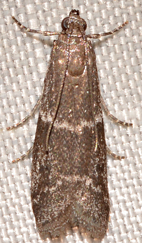 Erelieva parvulella