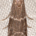 Erelieva parvulella - Photo (c) Steve King, some rights reserved (CC BY-NC), uploaded by Steve King