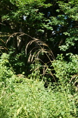 Bromus benekenii