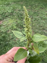 Amaranthus retroflexus