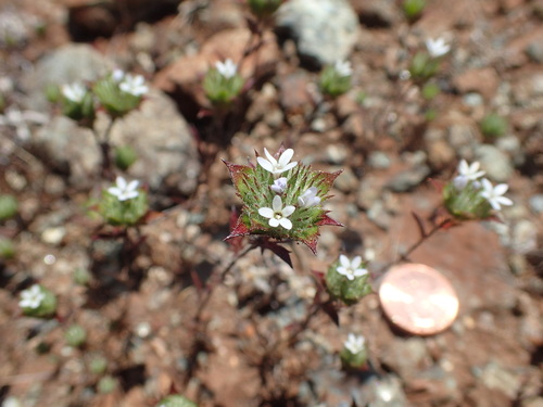 Image of Navarretia rosulata by no rights reserved