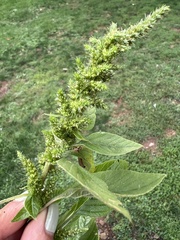 Amaranthus retroflexus