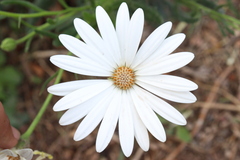 Asteroideae