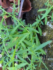 Symphyotrichum