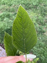 Amaranthus retroflexus