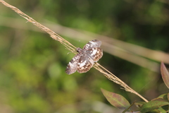 Chiomara asychis