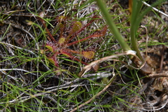 Drosera anglica