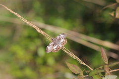 Chiomara asychis