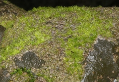 Tydemania expeditionis