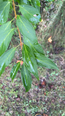 Forsythia × intermedia