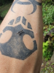 Pseudomyrmex gracilis