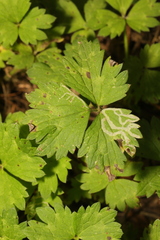 Phytomyza ranunculi