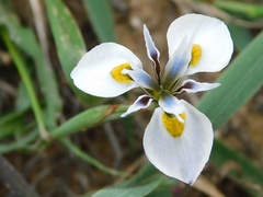 Moraea fergusoniae