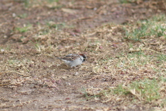 Passer domesticus