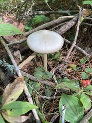 Entoloma strictius