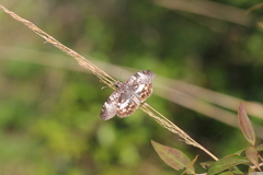 Chiomara asychis