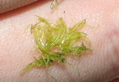 Tydemania expeditionis