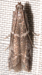 Erelieva parvulella