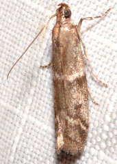 Erelieva parvulella