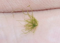 Tydemania expeditionis