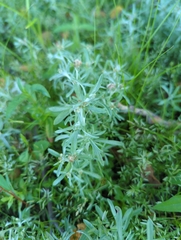 Gnaphalium uliginosum