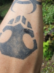 Pseudomyrmex gracilis