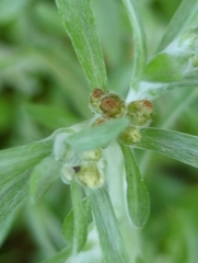 Gnaphalium uliginosum