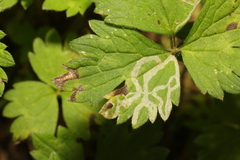 Phytomyza ranunculi