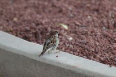 Passer domesticus