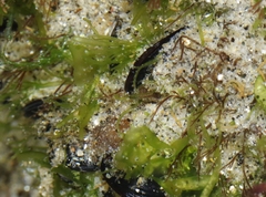Tydemania expeditionis
