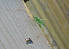 Meconema thalassinum