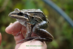 Leptodactylus insularum