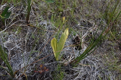 Liparis loeselii