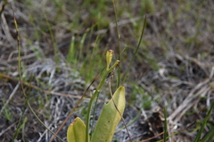 Liparis loeselii