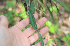 Lepismium cruciforme