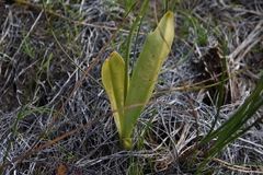 Liparis loeselii