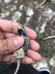 Sceloporus undulatus