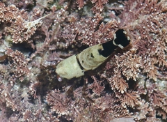 Heptacarpus taylori