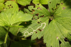 Phytomyza ranunculi