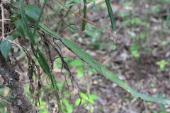 Lepismium cruciforme
