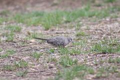 Columbina inca