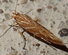 Pyroderces argyrogrammos