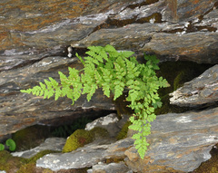 Cystopteris fragilis