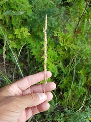 Calamagrostis inexpansa