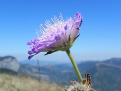 Knautia