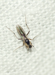 Hybotidae