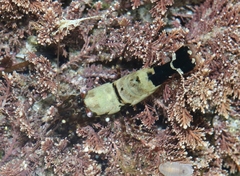 Heptacarpus taylori