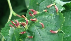 Eriophyes tiliae