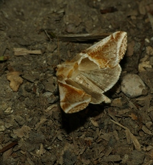 Habrosyne pyritoides