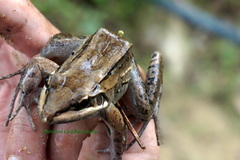 Leptodactylus insularum